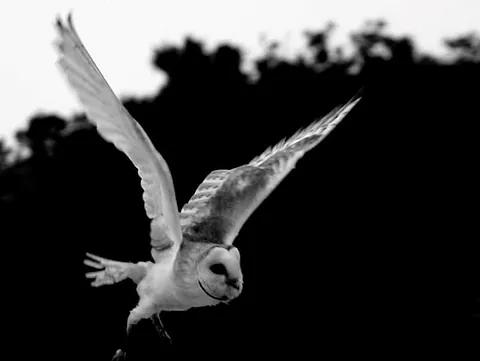 Uggla flyger svartvit bild