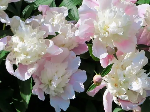 Pioner i vitt och rosa